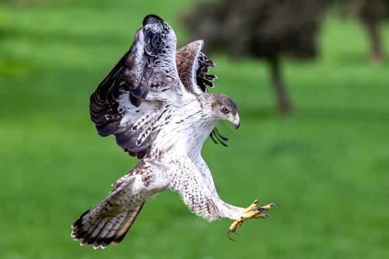 Aves