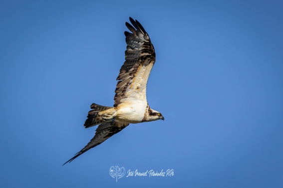 Aguila Pescadora. Pandion Haliaetus.