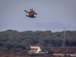 Aguila Pescadora. Pandion Haliaetus
