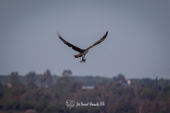 Águila Pescadora. Pandion Haliaetus.