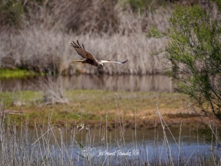 Aguilucho Lagunero. Circus Aeruginosus