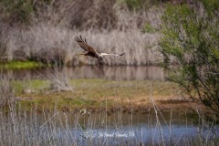 Aguilucho Lagunero. Circus Aeruginosus.