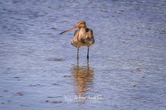 Aguja Colinegra. Limosa Limosa.