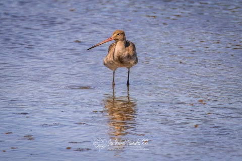 Aguja Colinegra. Limosa Limosa.