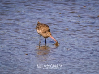 Aguja Colinegra. Limosa Limosa