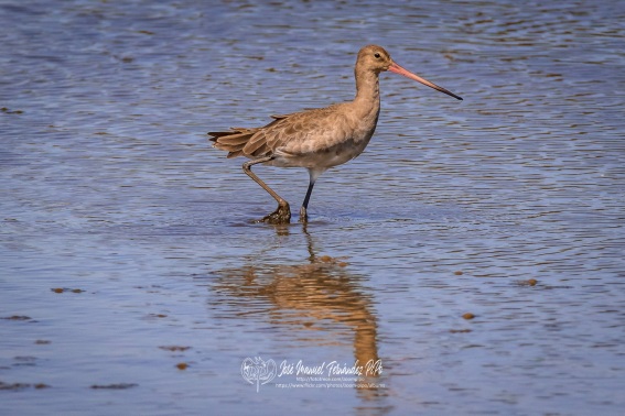 Aguja Colinegra. Limosa Limosa.
