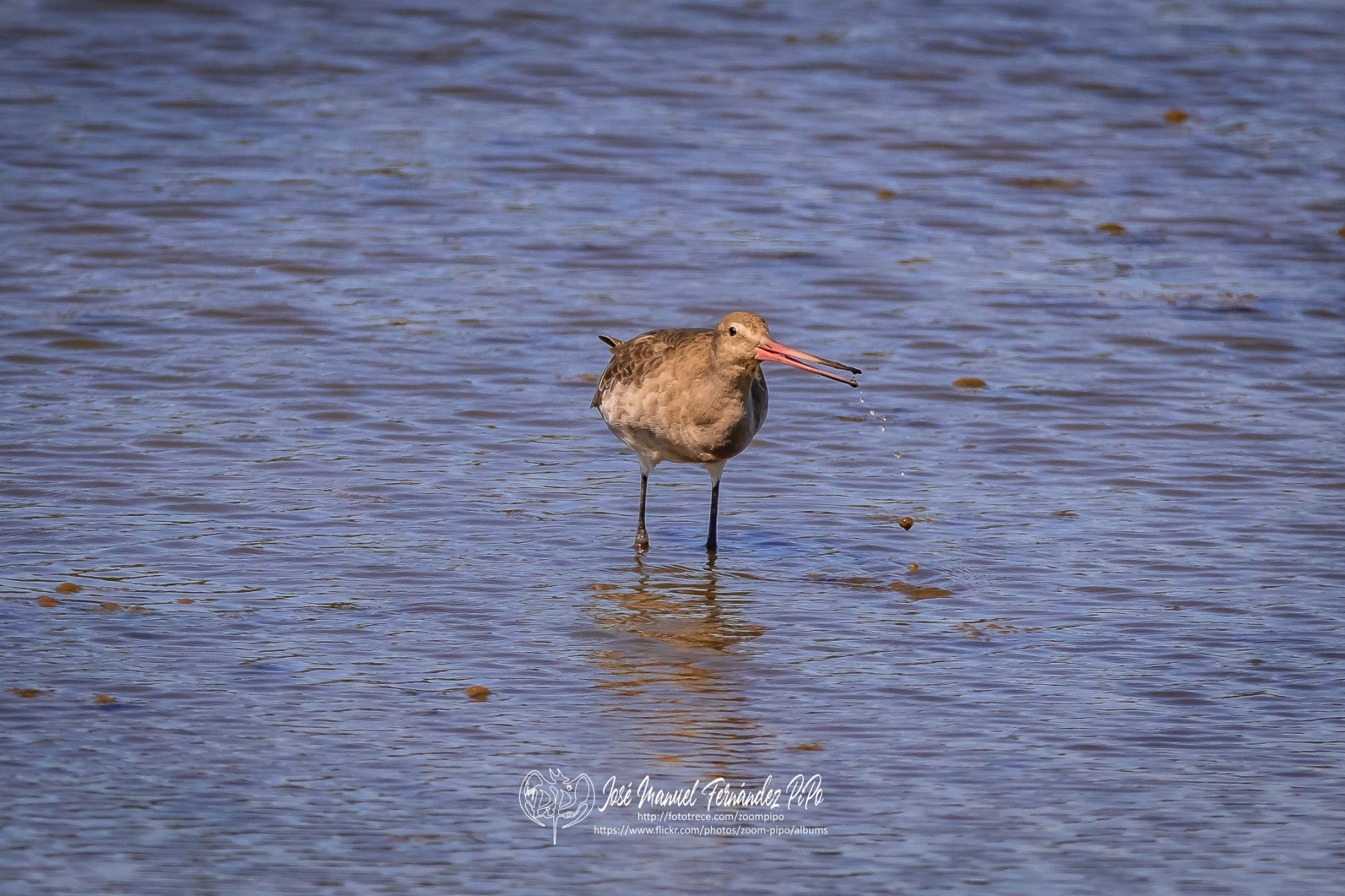 50958880382_ca26c02bdf_or