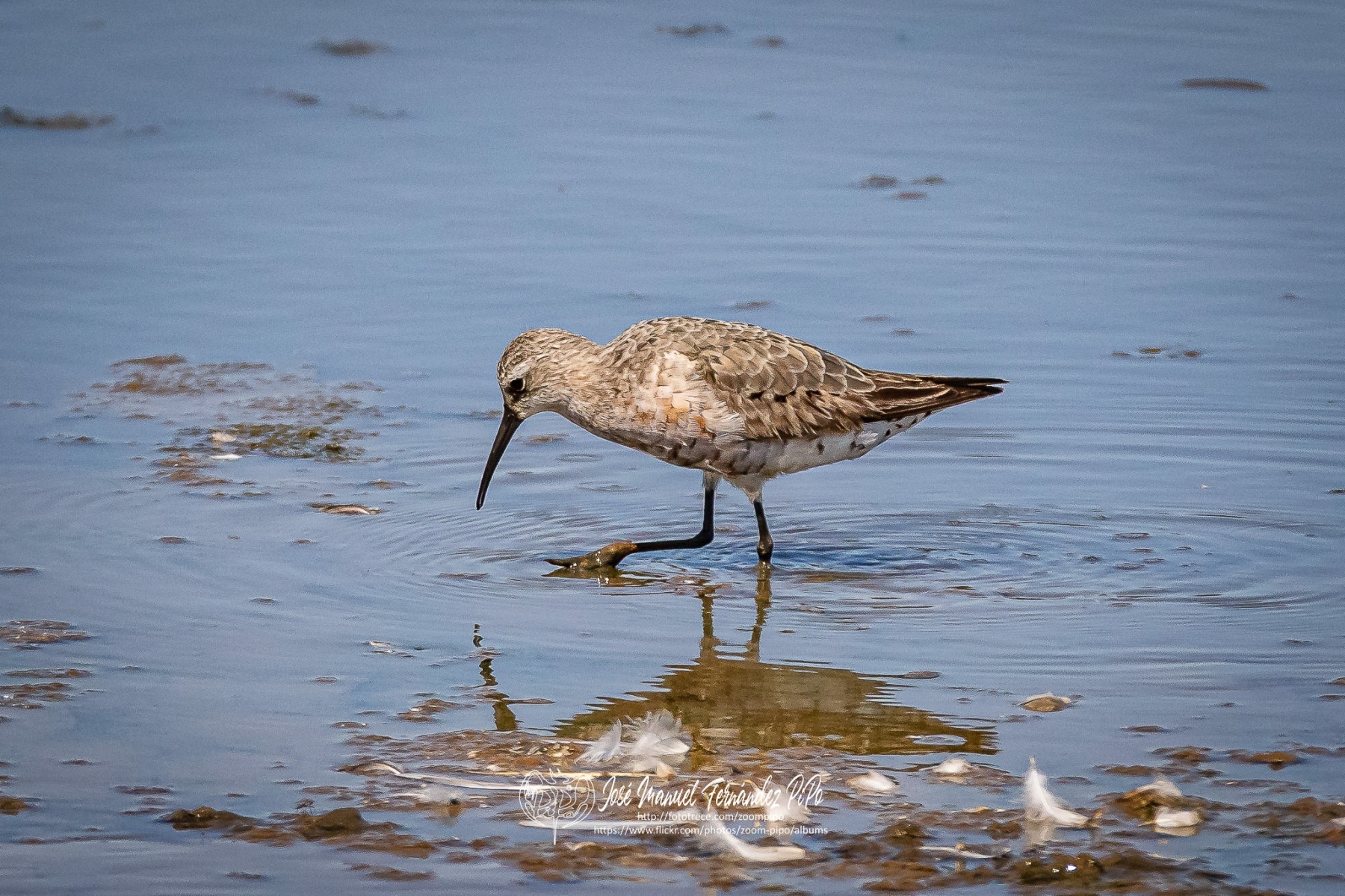 50958880617_f5b522d41c_or