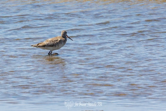 Aguja colipinta. Limosa lapponica.