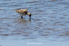 Aguja colipinta. Limosa lapponica.