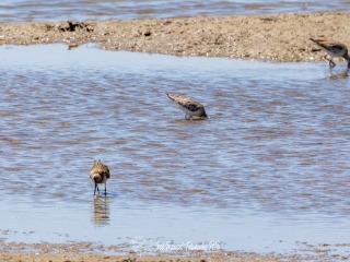 Aguja colipinta. Limosa lapponica