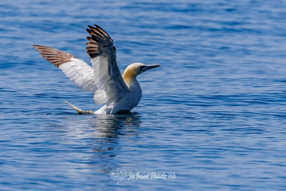 Alcatraz Comun. Morus Bassanus.