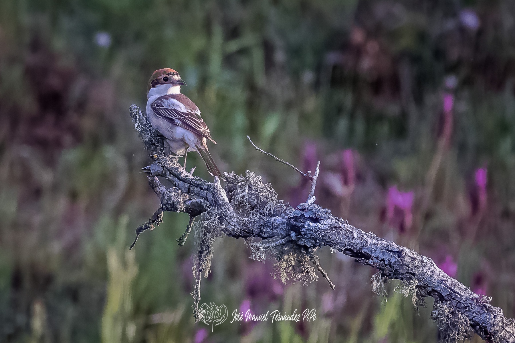 PiPo_359814-CR3_DxO_DeepPRIMErlr