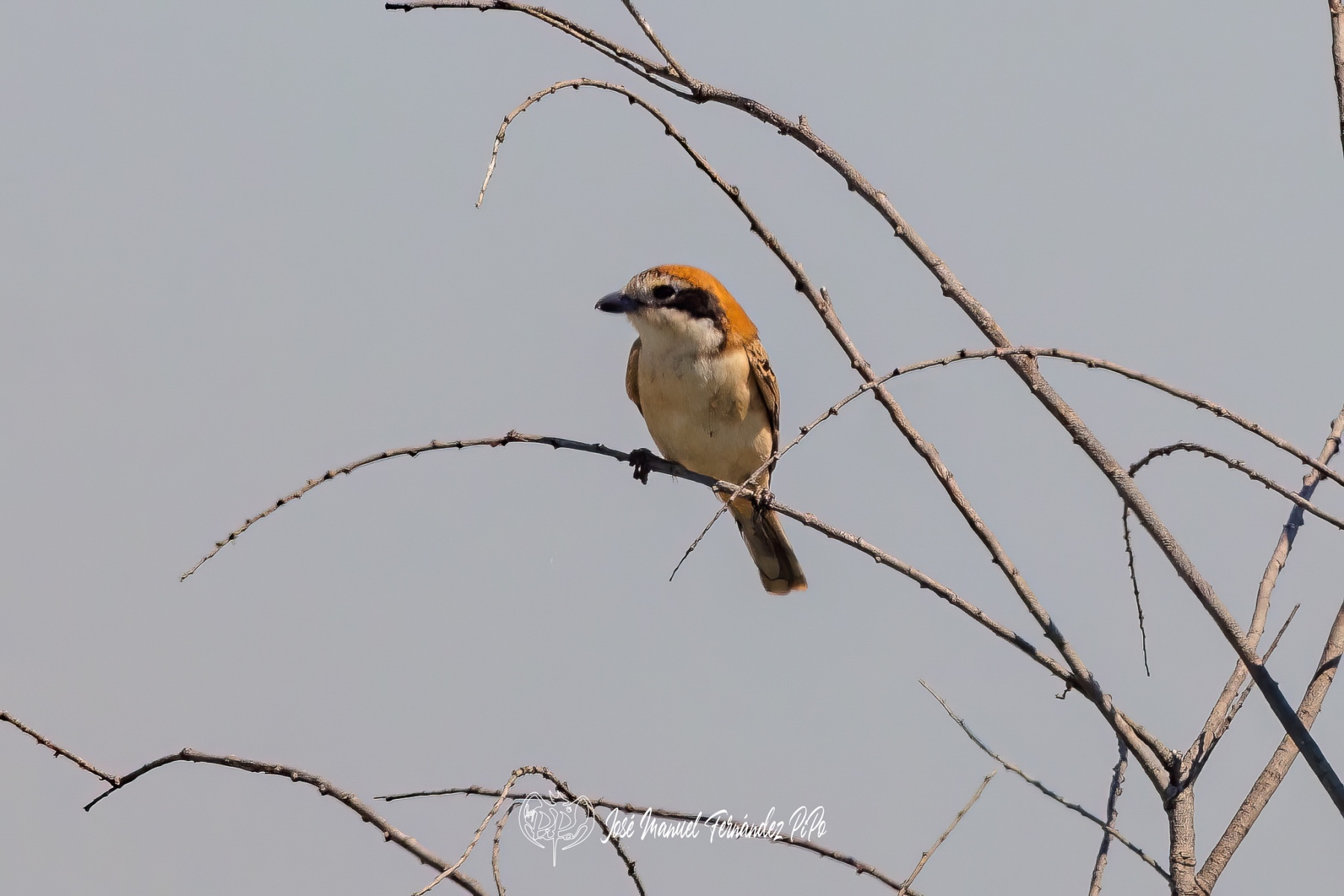 PiPo_489459-Editarrlr