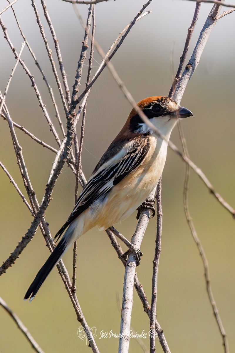 PiPo_489555-Editarrlr