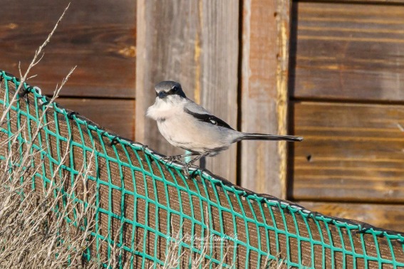 Alcaudon Real. Lanius Meridionalis.