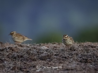 Alondra Totovía. Lullula Arborea