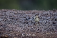 Alondra Totovía. Lullula Arborea.