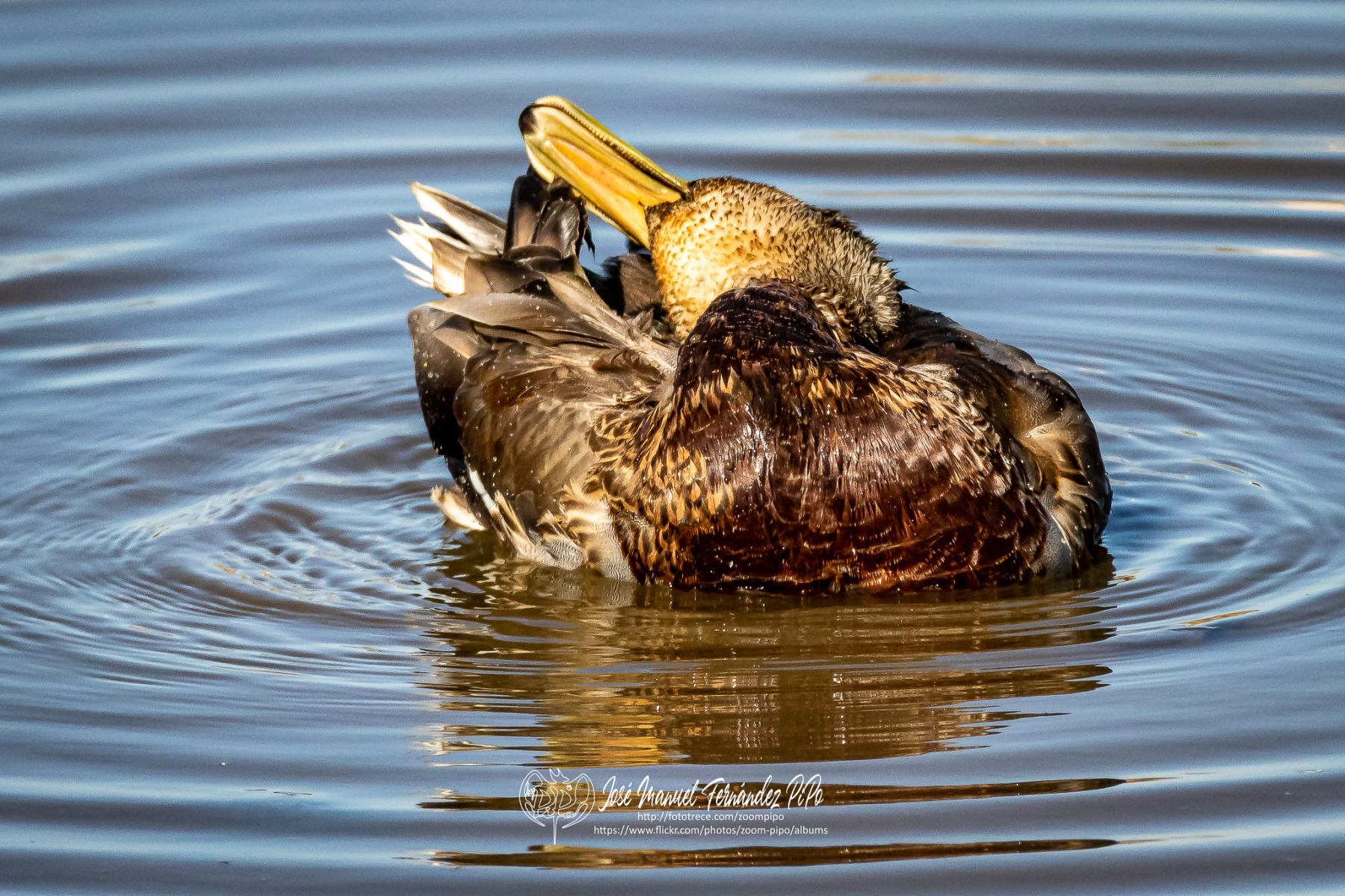 50319494606_01a8c7f751_or