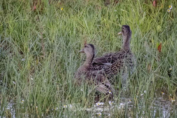 PiPo_357763-CR3_DxO_DeepPRIMErlr