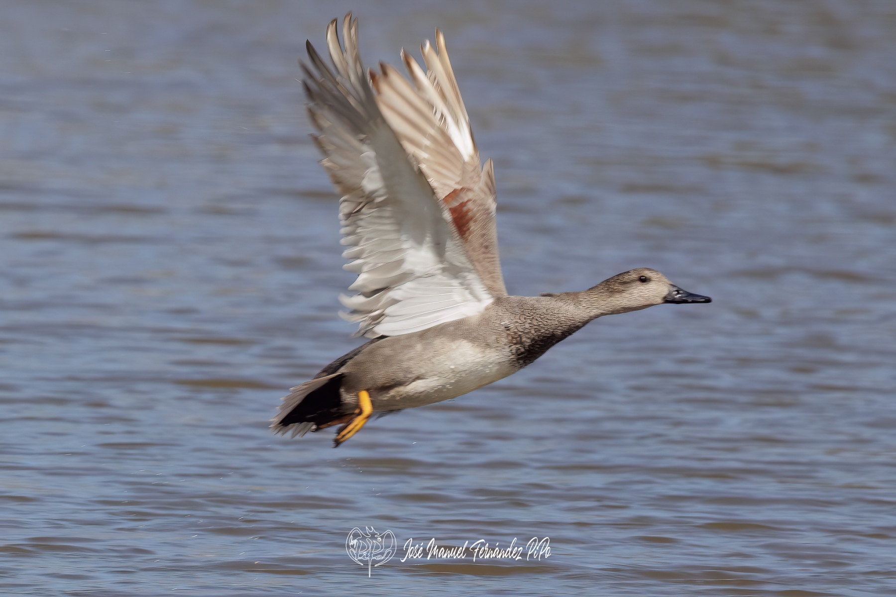 PiPo_473332-Editarrlr