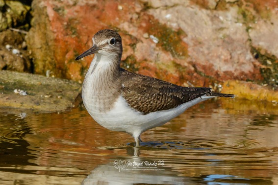 Andarríos Chico. Actitis Hypoleucos.