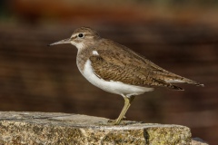 Andarríos Chico. Actitis Hypoleucos.