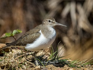 Andarríos Chico. Actitis Hypoleucos