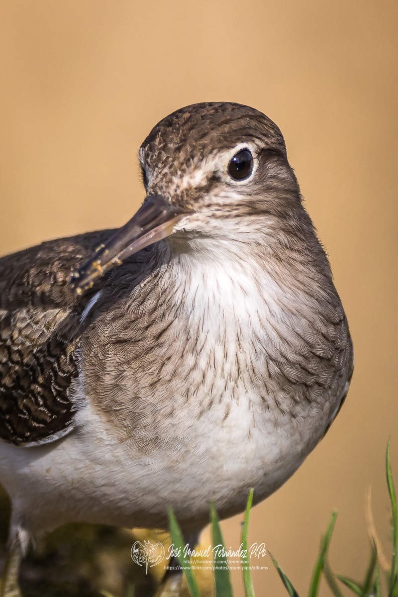 50956852042_afff5b4368_or