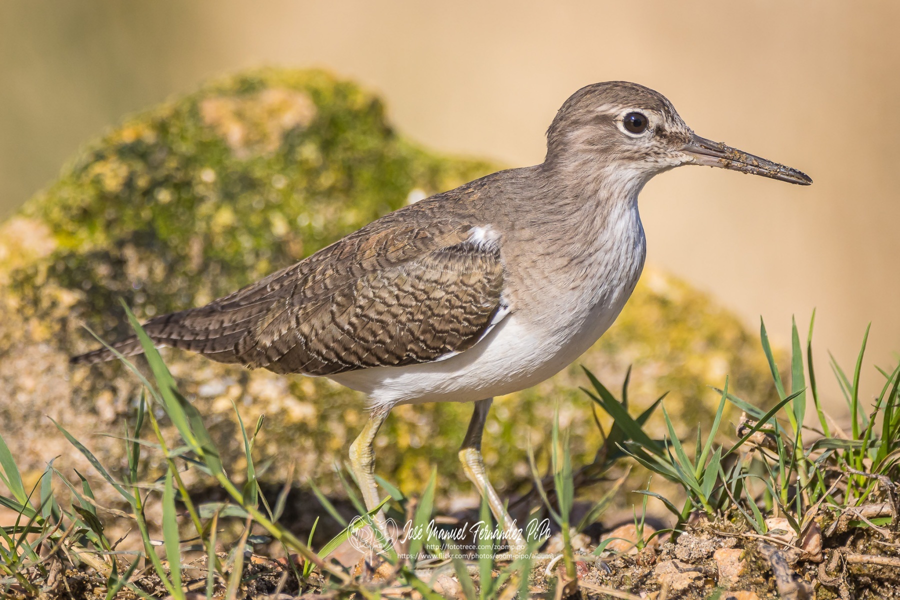 50964772938_96c57933e7_or