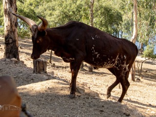 Ankole-Watusi