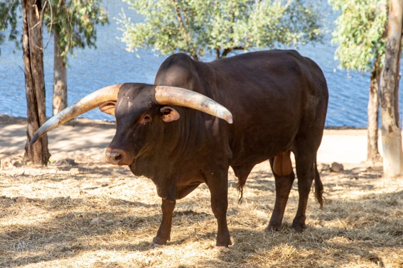 Mamiferos