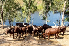 Ankole-Watusi.