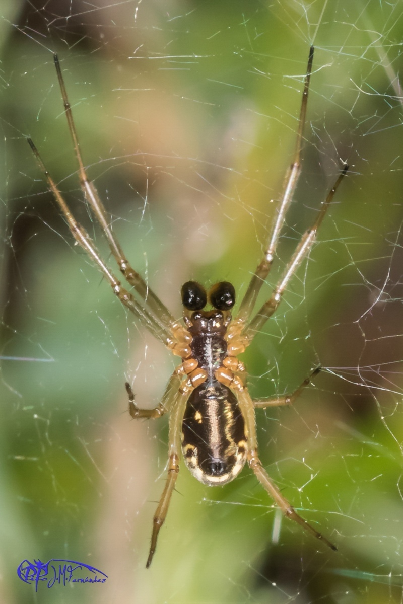 16524251487_31f282cd15_or