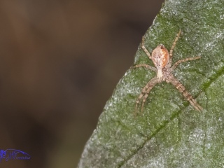 Arañas