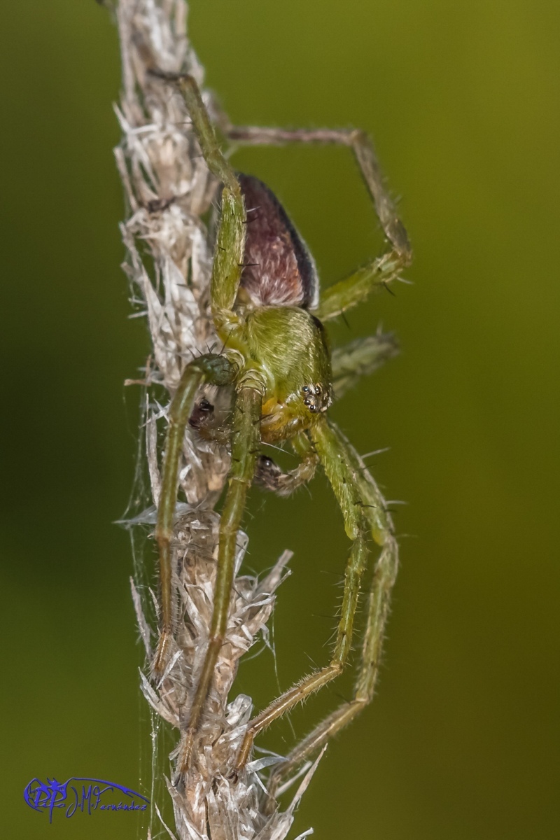 16736582357_c63e7ef5f9_or