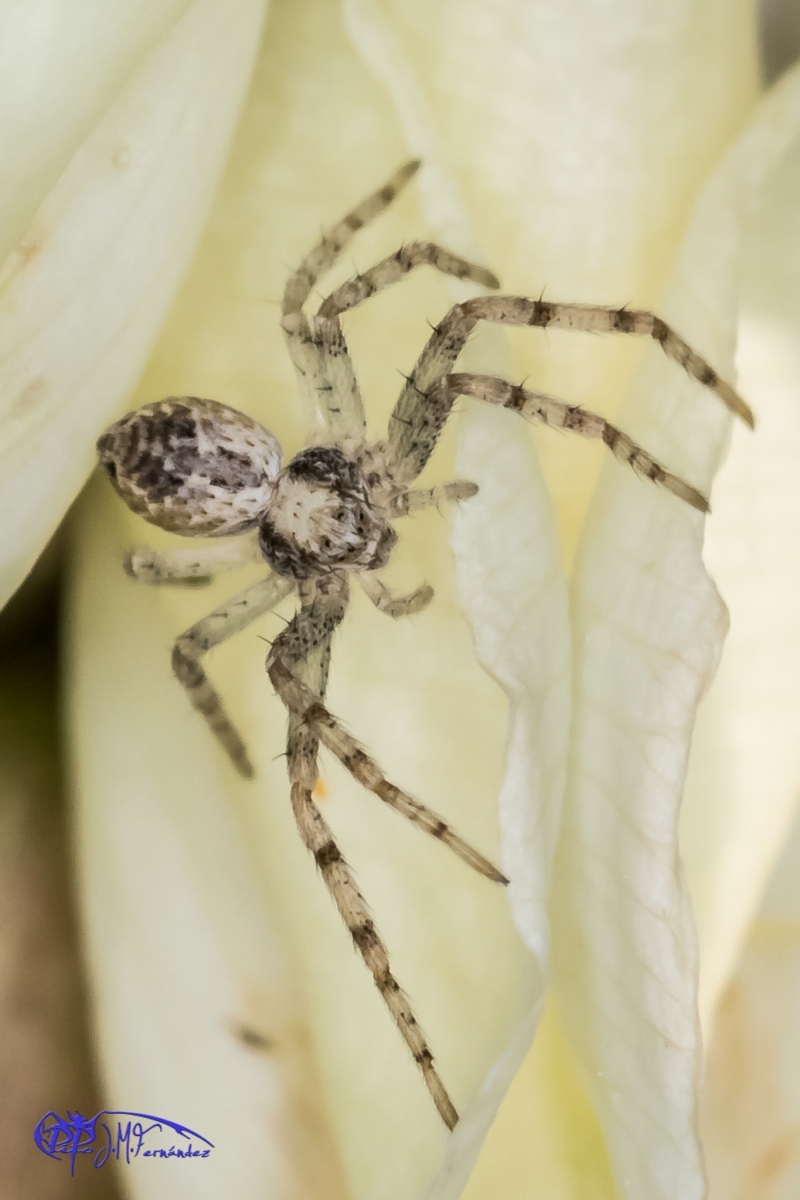 16820651577_9865f4b74f_or