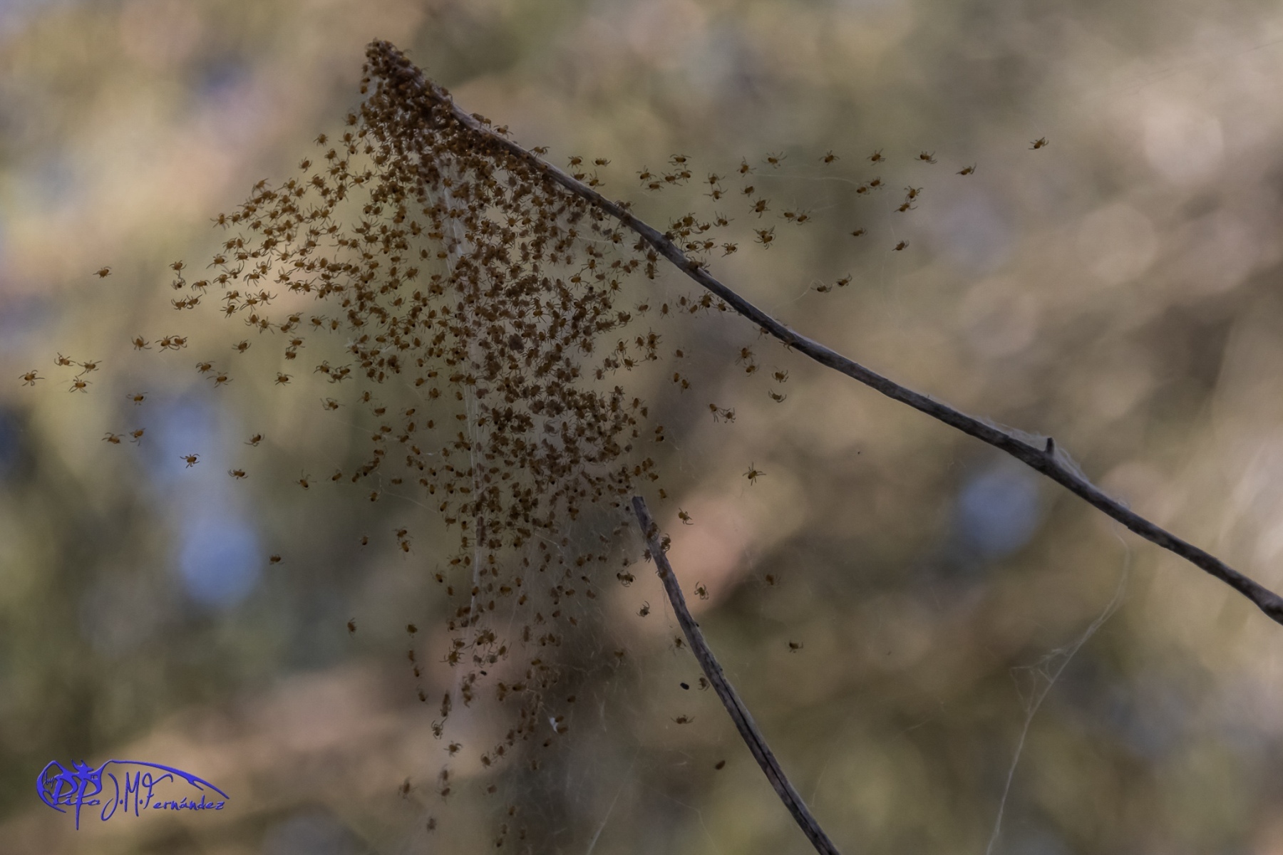 18637839918_74ae9bd22d_or