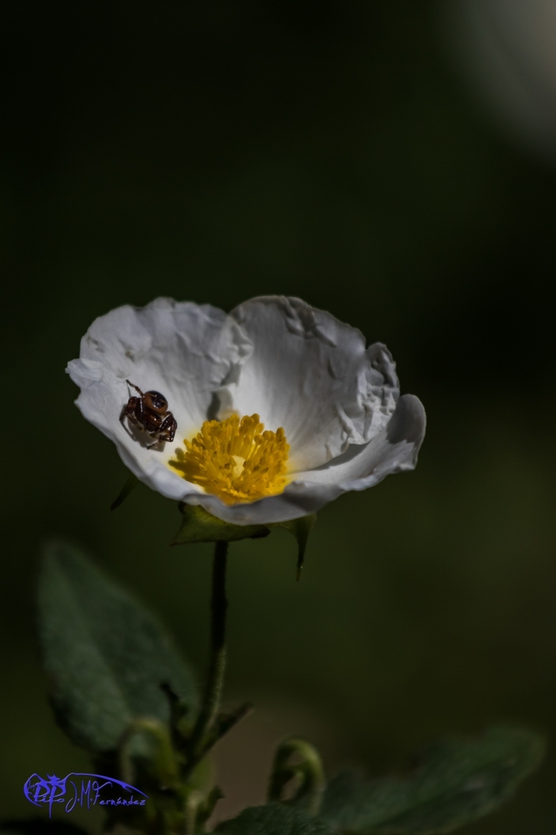 18825564165_325ae88a2a_or