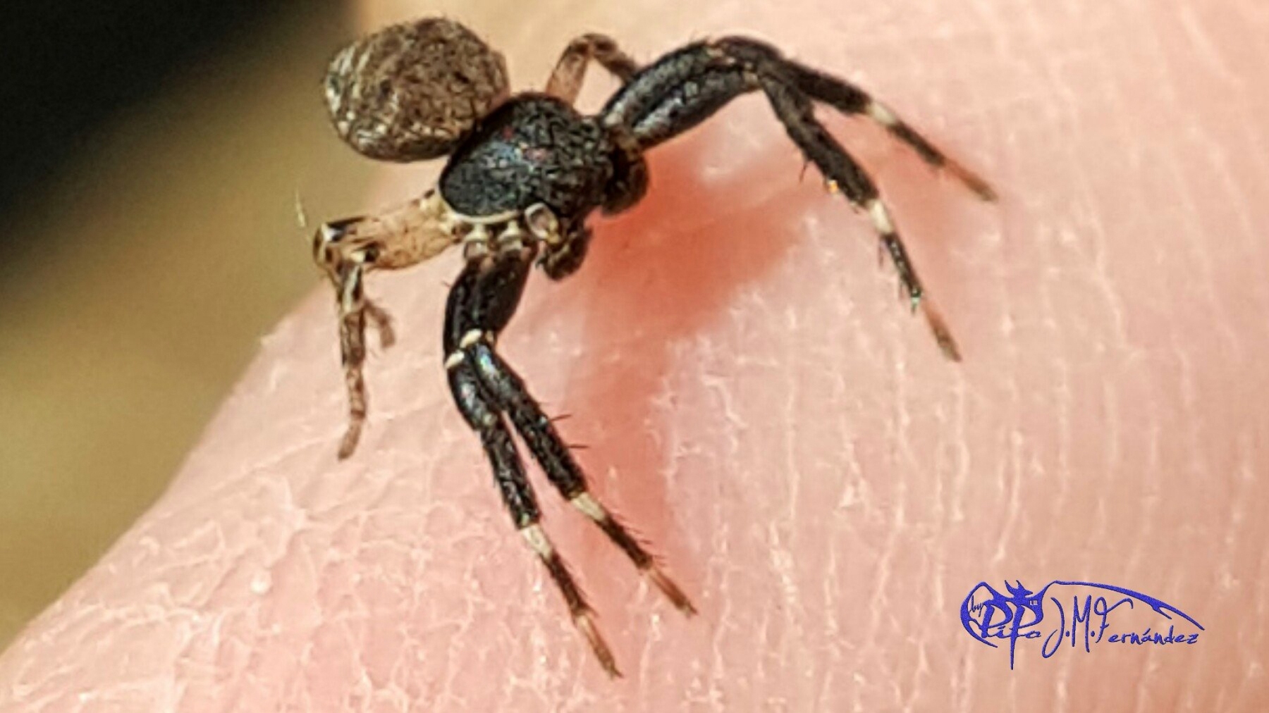 21351026239_bcf393c842_or