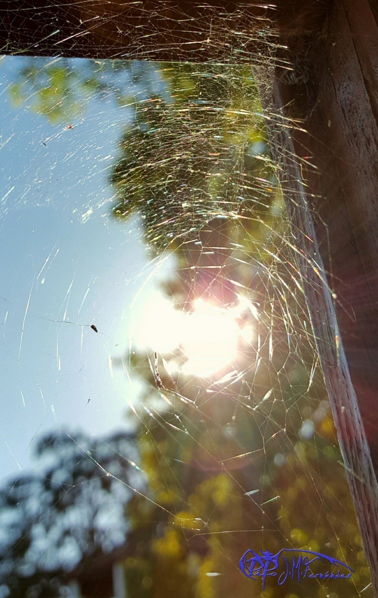 21537975525_8f43d3a907_or