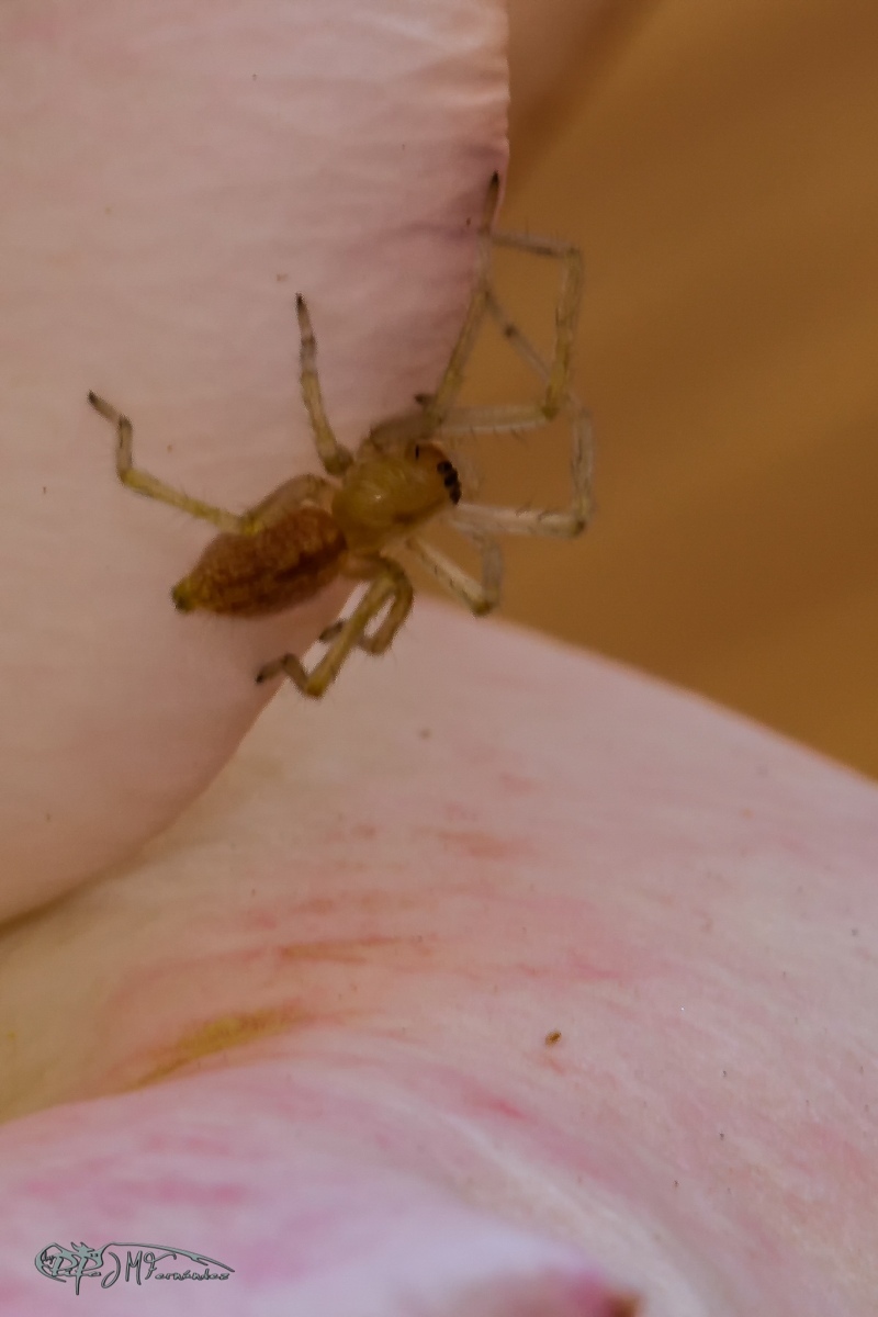 24669088968_f93a43367d_or