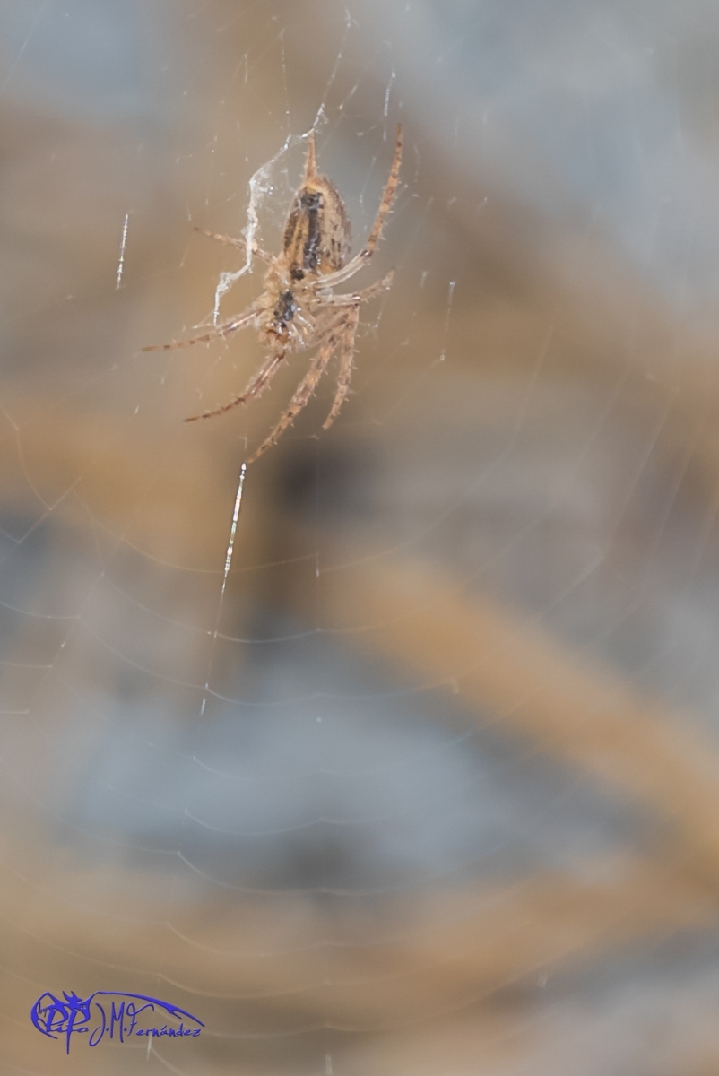 24706238644_3d1ff2853a_or