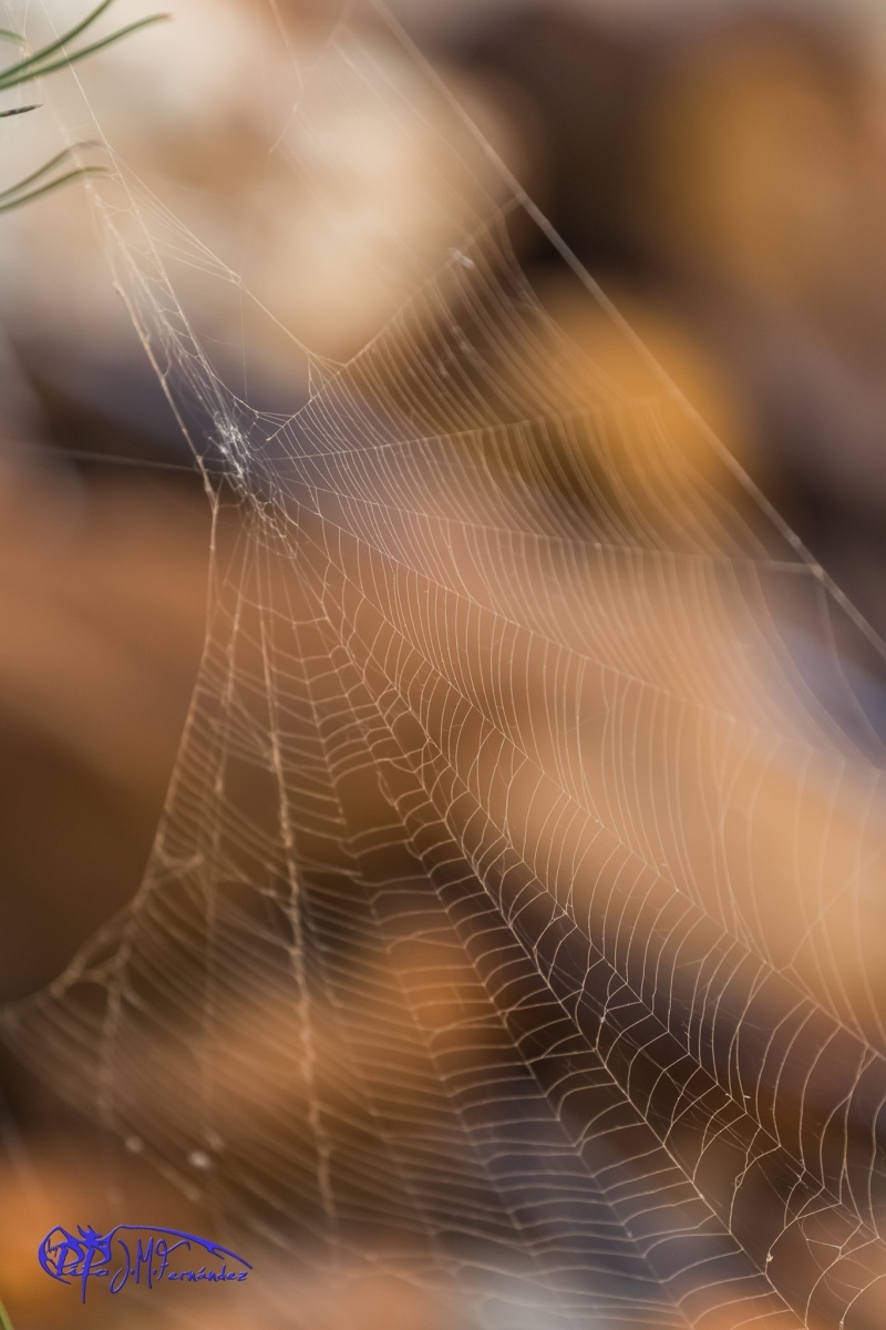 24710101153_ce0c921db6_or