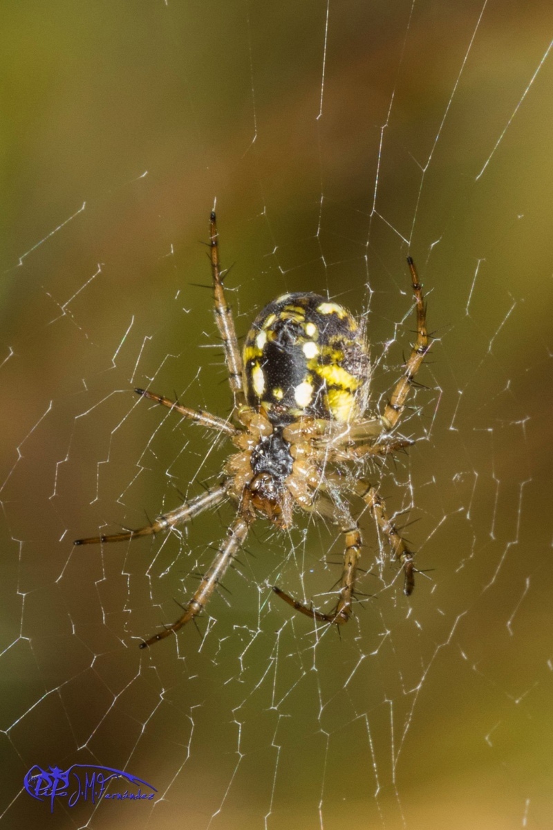 26533122243_f09a26dd33_or