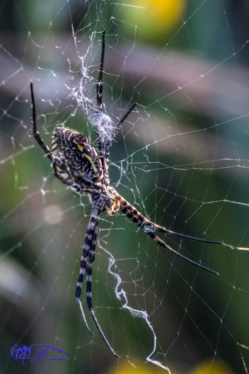 26541692273_9760868a57_or