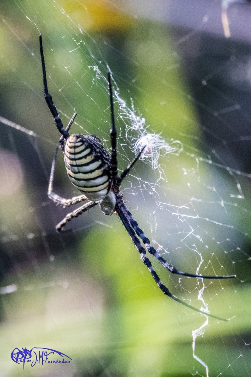 26541694683_d2d3dc1911_or