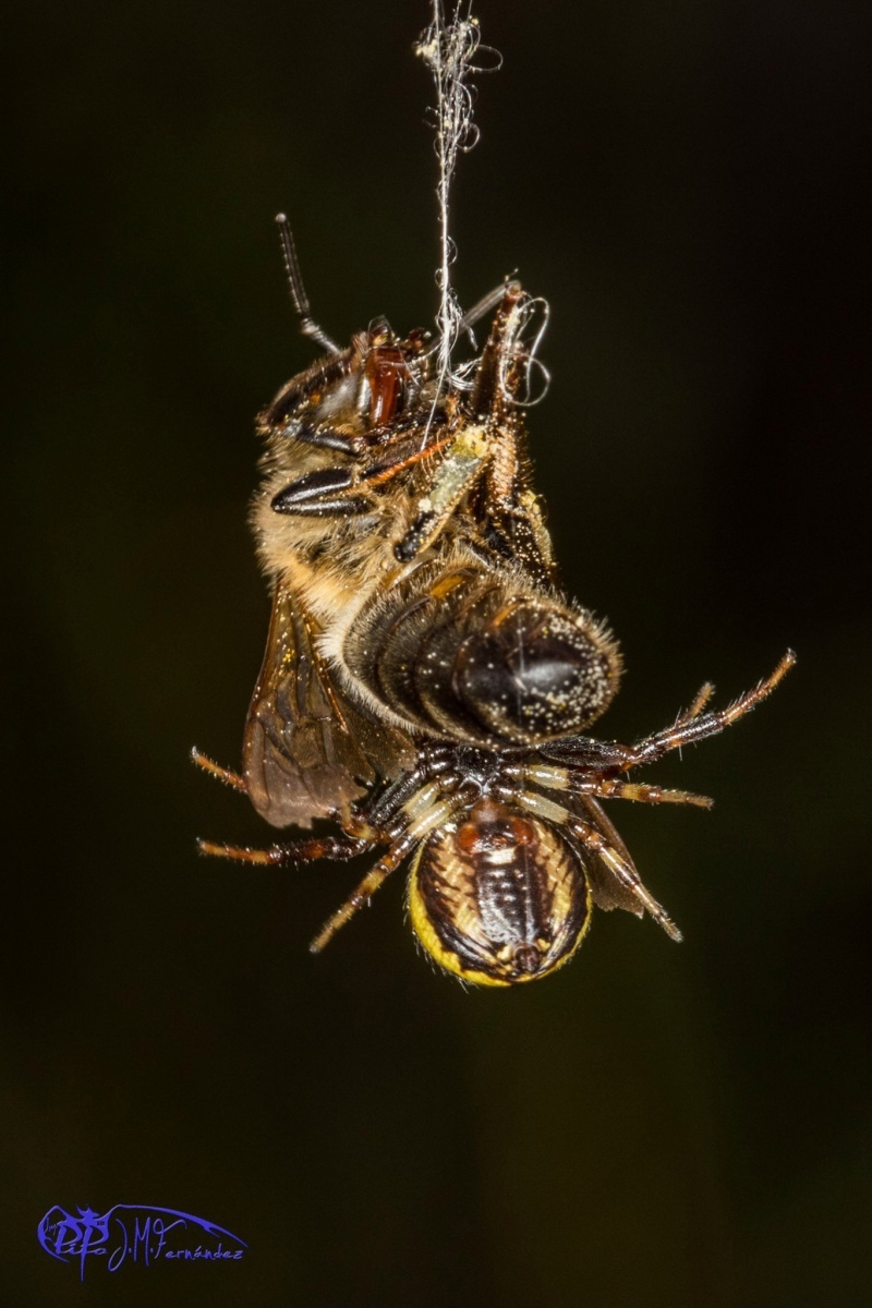 27014565062_126a7469d6_or