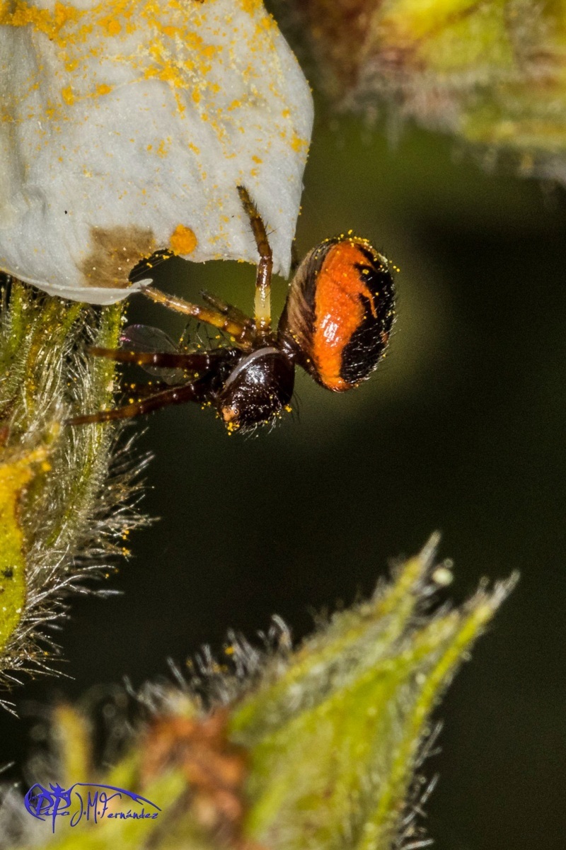 27109102865_e053ba3350_or