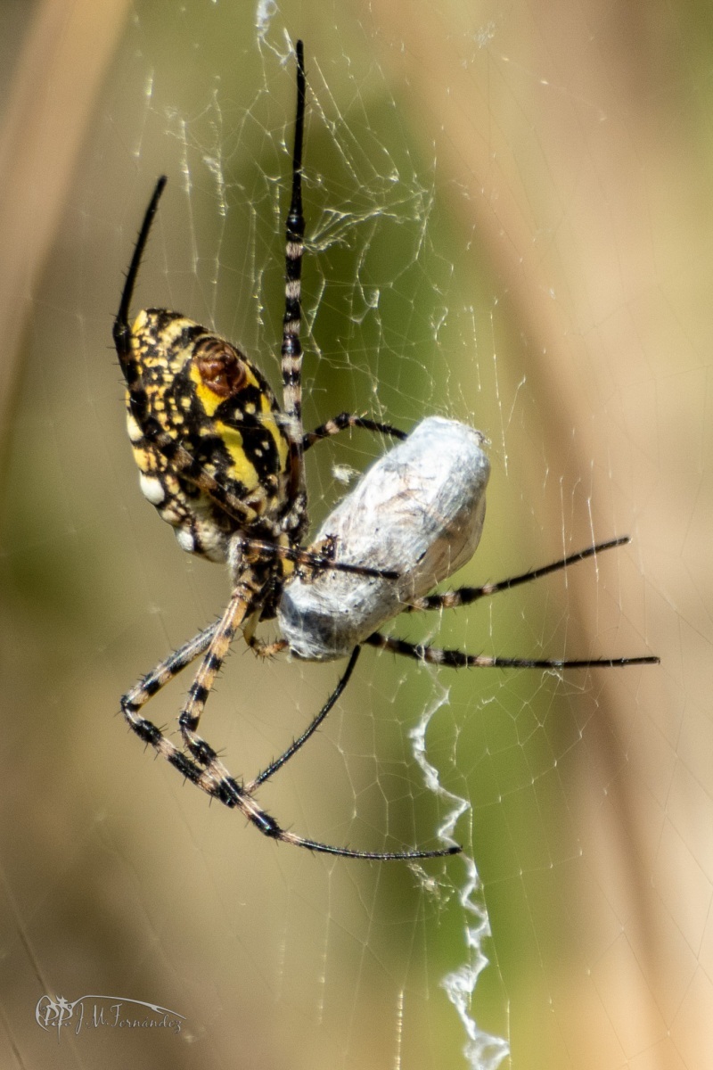 29987055127_94420861d7_or